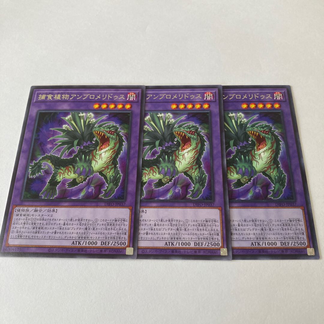 Prey Upon Plant Ambromeridus Rare JP037