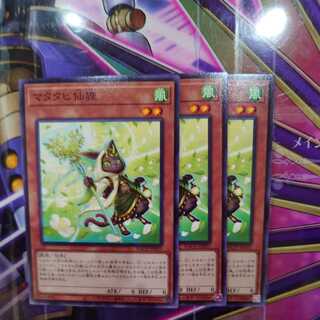 Matatabi sengan tanuki Normal