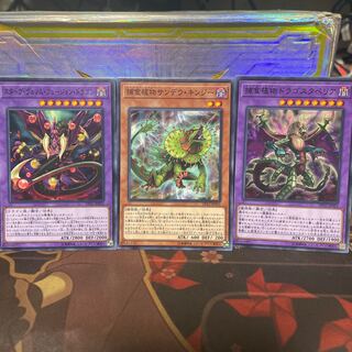 Predaplant Dragostapelia Normal 2 extras