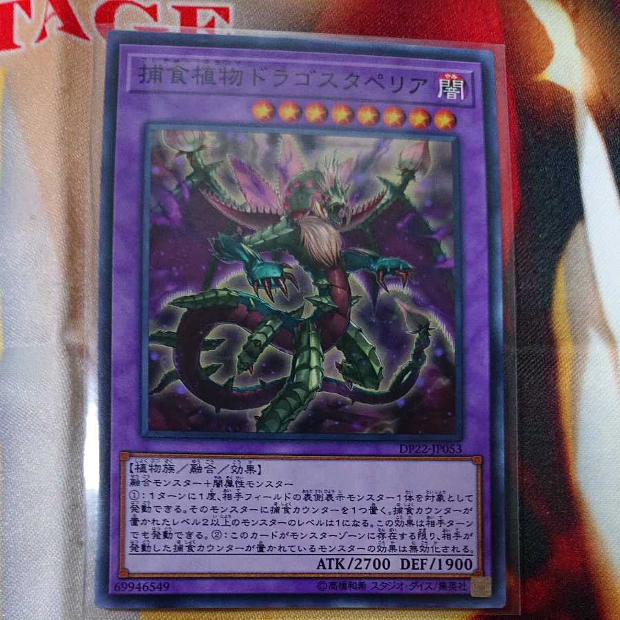 Predaplant Dragostapelia Normal