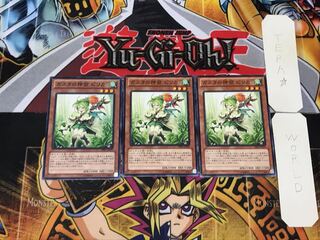 Pilica, Descendant of Gusto 3 Normal, set of 3 Tera