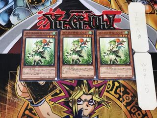 Pilica, Descendant of Gusto 4 Normal, set of 3 Tera