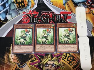 Pilica, Descendant of Gusto 5 Normal, set of 3 Tera