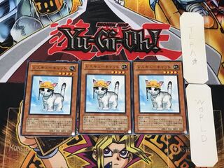 Rescue Cat 5 Normal, set of 3 Tera