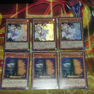 Ash Blossom & Joyous Spring Maxx "C"