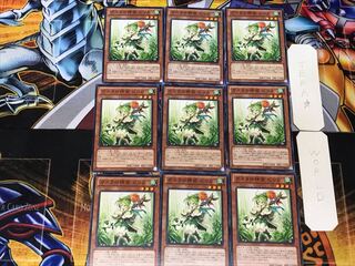 Pilica, Descendant of Gusto 1 Normal, set of 9 tera