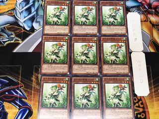 Pilica, Descendant of Gusto 2 Normal, set of 9 tera