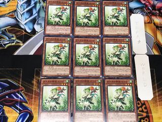 Pilica, Descendant of Gusto 3 Normal, set of 9 tera