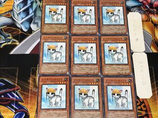 Rescue Cat 1 Normal, set of 9 Tera