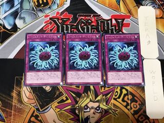 Paleozoic Dinomischus 5 rare, set of 3 Tera.