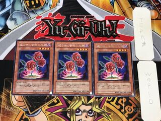 返り咲く薔薇の大輪 2 レア 3枚セット てら
