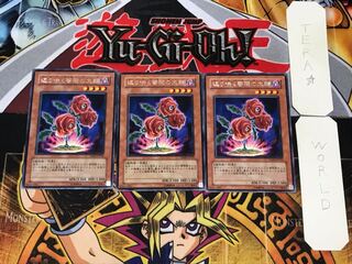 返り咲く薔薇の大輪 3 レア 3枚セット てら