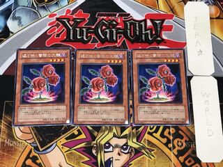 Revival Rose 4 Rare Set of 3 Tera