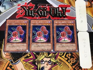 Revival Rose 5 Rare Set of 3 Tera