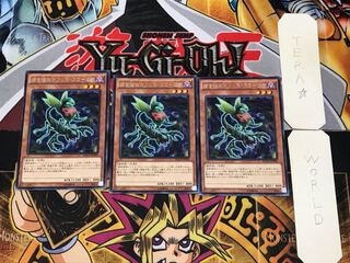 Predaplant Ophrys Scorpio 2 rare, set of 3 Tera.