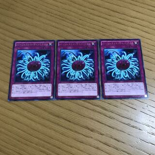 Paleozoic Dinomischus rare, set of 3