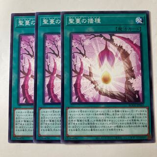 5505 聖蔓の播種 ノーマル JP065