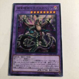 Predaplant Dragostapelia Normal