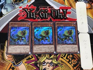 Predaplant Chlamydosundew 1 Super Set of 3 Tera