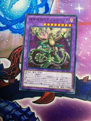 Predaplant Dragostapelia Normal