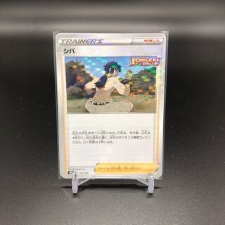 (Japanese) horsetail fern (Betula platyphylla var. japonica)