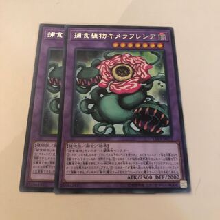 Predaplant Chimerafflesia 2 rare