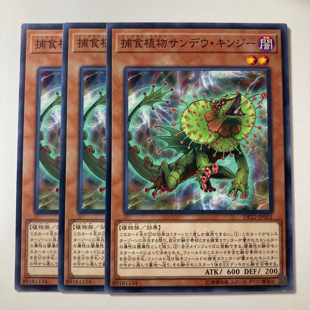 Predaplant Chlamydosundew ☆7727