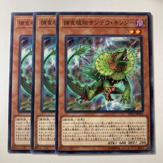 Predaplant Chlamydosundew ☆7727