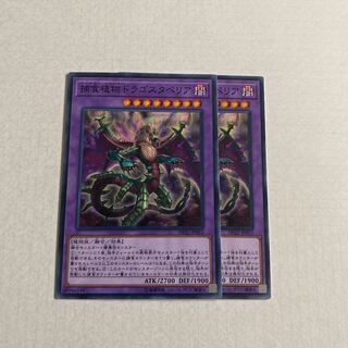 Predaplant Dragostapelia Normal set of 2