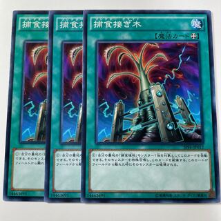 5778 Predapruning Normal JP012