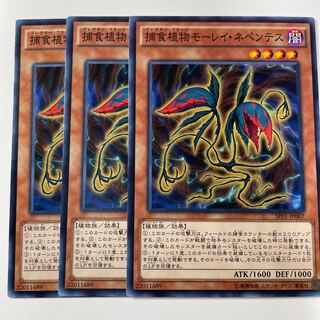 5782 捕食植物モーレイ・ネペンテス ノーマル JP007