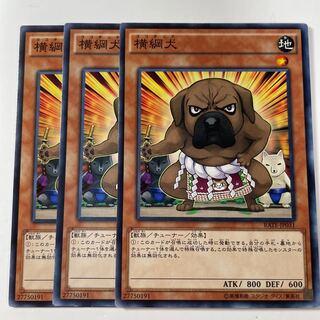 5965 横綱犬 ノーマル JP031