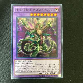 Predaplant Dragostapelia Normal