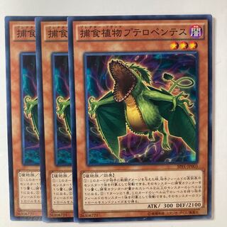 6021 捕食植物プテロペンテス ノーマル JP003