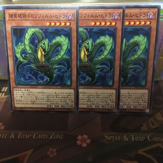 アンコウ 捕食植物ドロソフィルム・ヒドラ 3枚