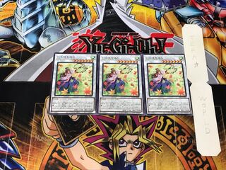 Iroha Momiji BACH 3 Normal, set of 3 Tera