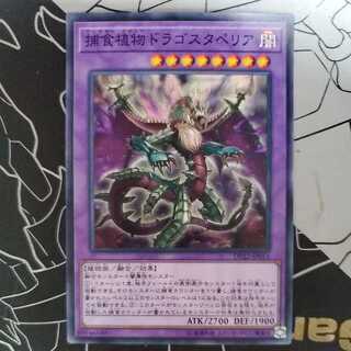 Predaplant Dragostapelia Normal 1)