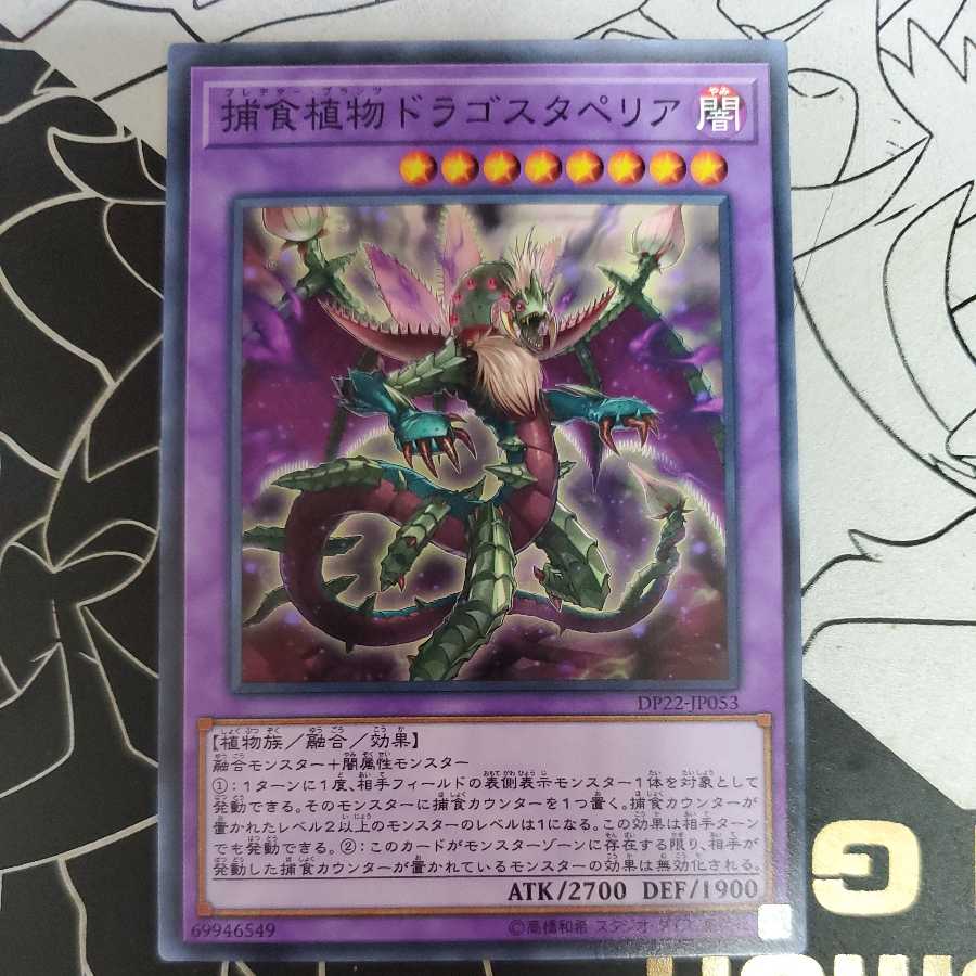 Predaplant Dragostapelia Normal 3)