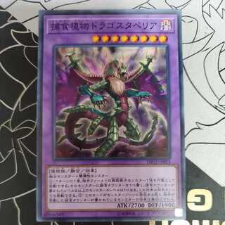 Predaplant Dragostapelia Normal 3)