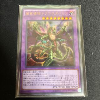 Predaplant Dragostapelia