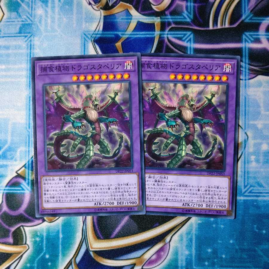 Predaplant Dragostapelia Normal Set of 2