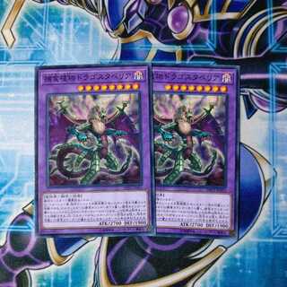 Predaplant Dragostapelia Normal Set of 2