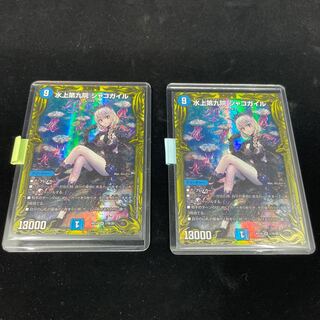 シャコガイルＢレア