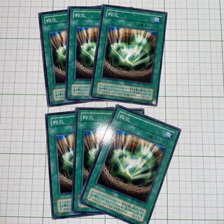 孵化　ノーマル　6枚セット