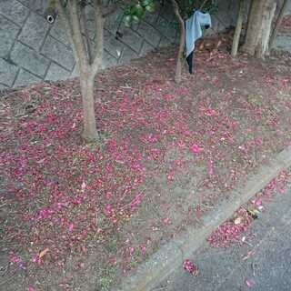 専用 赤単バルガ