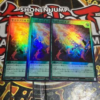 Rhizophora mucronata (species of mangrove)