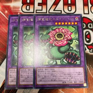 Predaplant Chimerafflesia Rare, 3 copies, special price