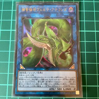 捕食植物ヴェルテ・アナコンダ ウルトラレア JP071