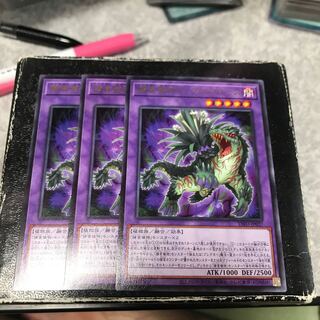 捕食植物アンブロメリドゥス レア3枚