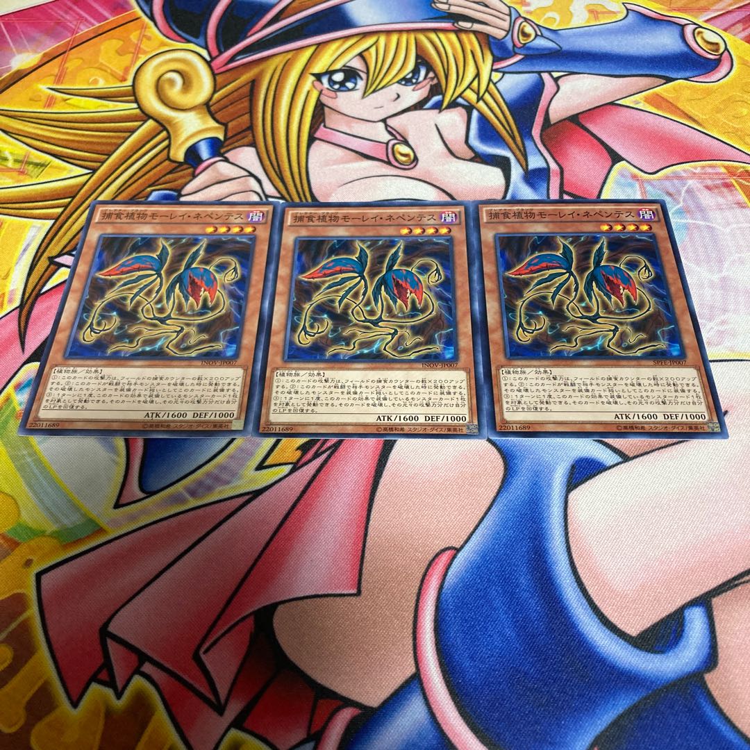 Predaplant Moray Nepenthes Normal JP007